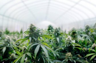 Canopy Growth Corp. to stop funding for its subsidiary, BioSteel Canada