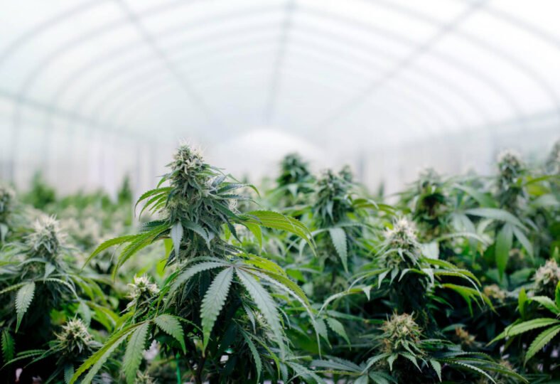 Why is Canopy Growth Corp. Divesting from its BioSteel Subsidiary?