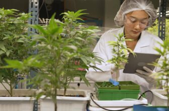 Fewer jobs available in the cannabis industry make it harder for newcomers