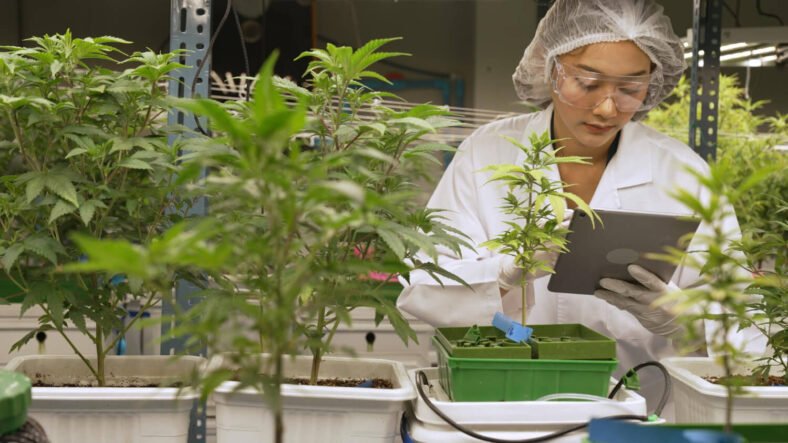 Adapting to the Evolving Cannabis Job Landscape: Opportunities Amidst Challenges