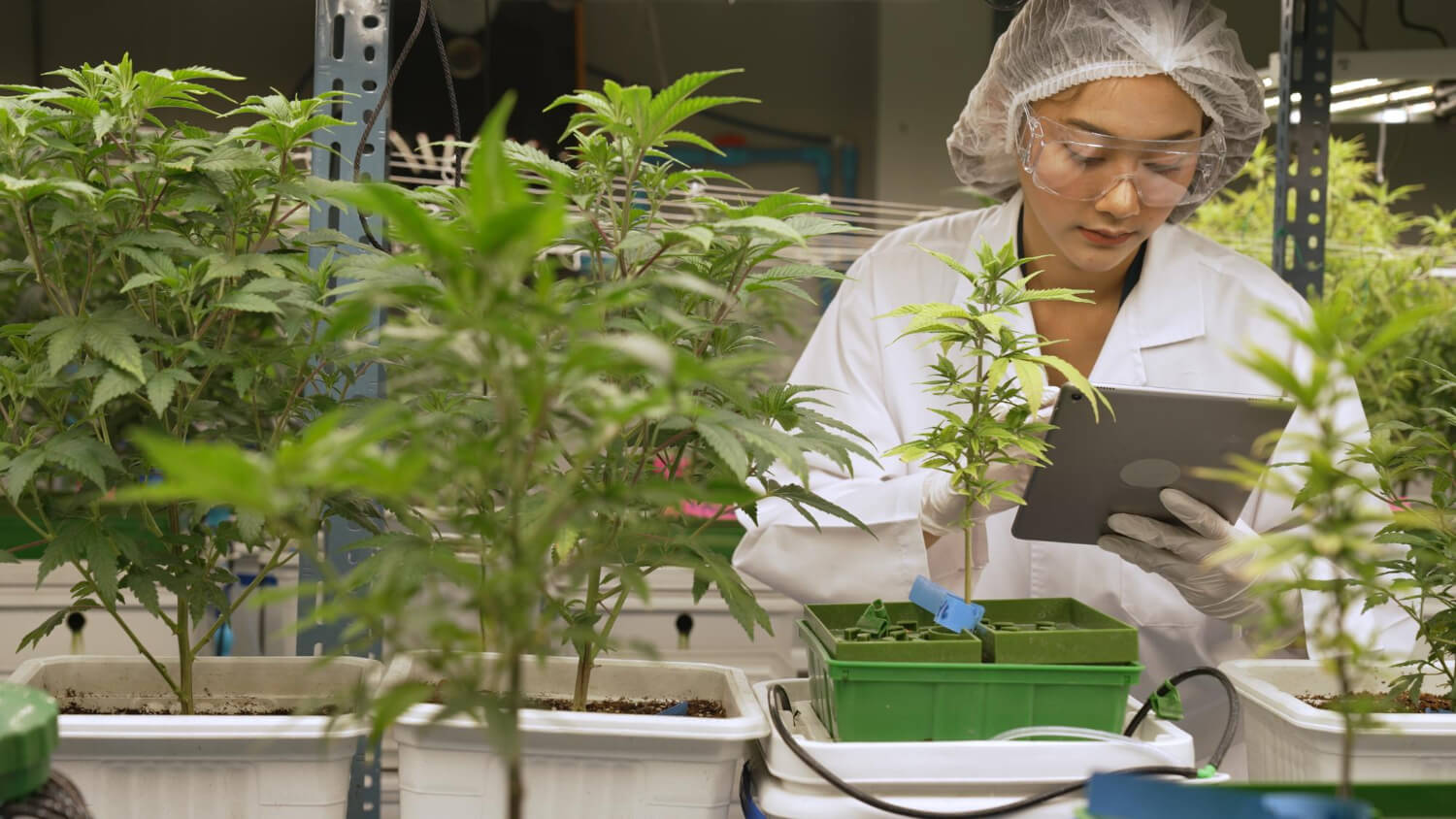 Fewer jobs available in the cannabis industry make it harder for newcomers