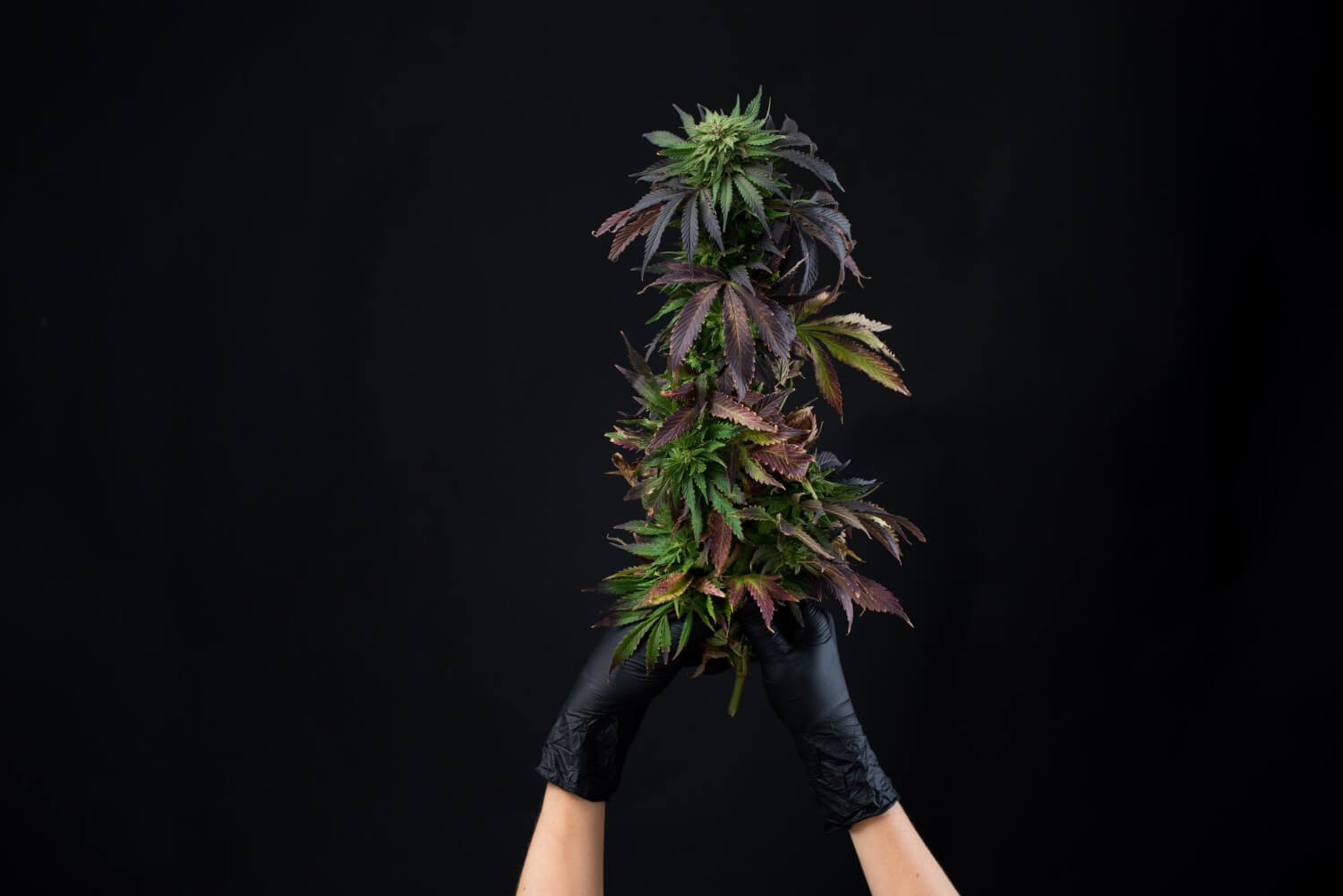 Selecting The Right Gloves in the Cannabis Industry