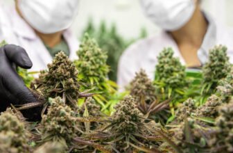 U.S. cannabis stocks see a remarkable surge after the Biden administration's policy shifts