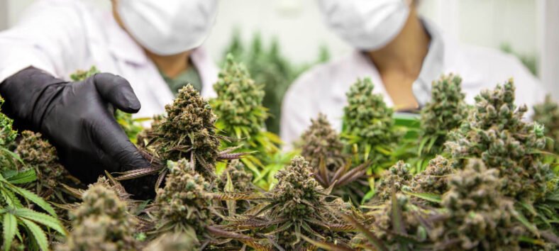 Is the Green Gold Rush Here? U.S. Cannabis Stocks Skyrocket Amid Federal Policy Optimism
