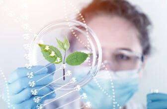 NISOR S.R.L. has successfully registered its hemp variety AROMITO