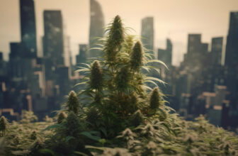 New York's Office of Cannabis Management opens applications for 1,500 new licenses