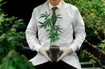 SNDL and Nova Cannabis Navigate Regulatory Hurdles in Anticipation of their Partnership