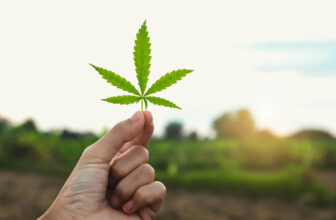 Ohio to vote on Issue 2 to legalize recreational marijuana