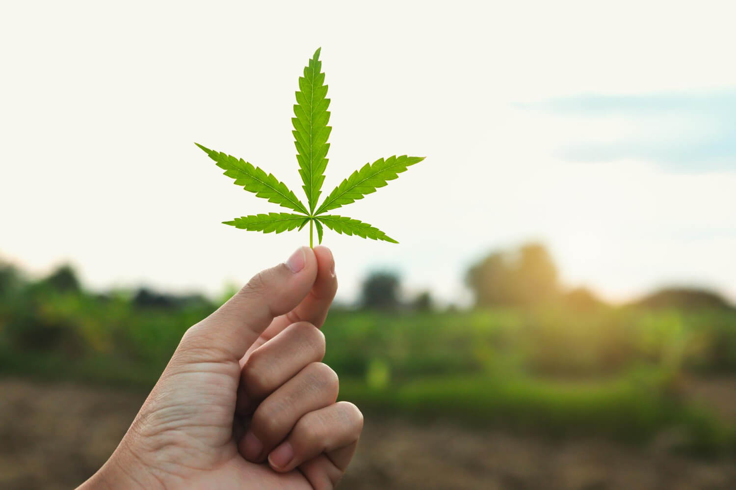 Ohio to vote on Issue 2 to legalize recreational marijuana