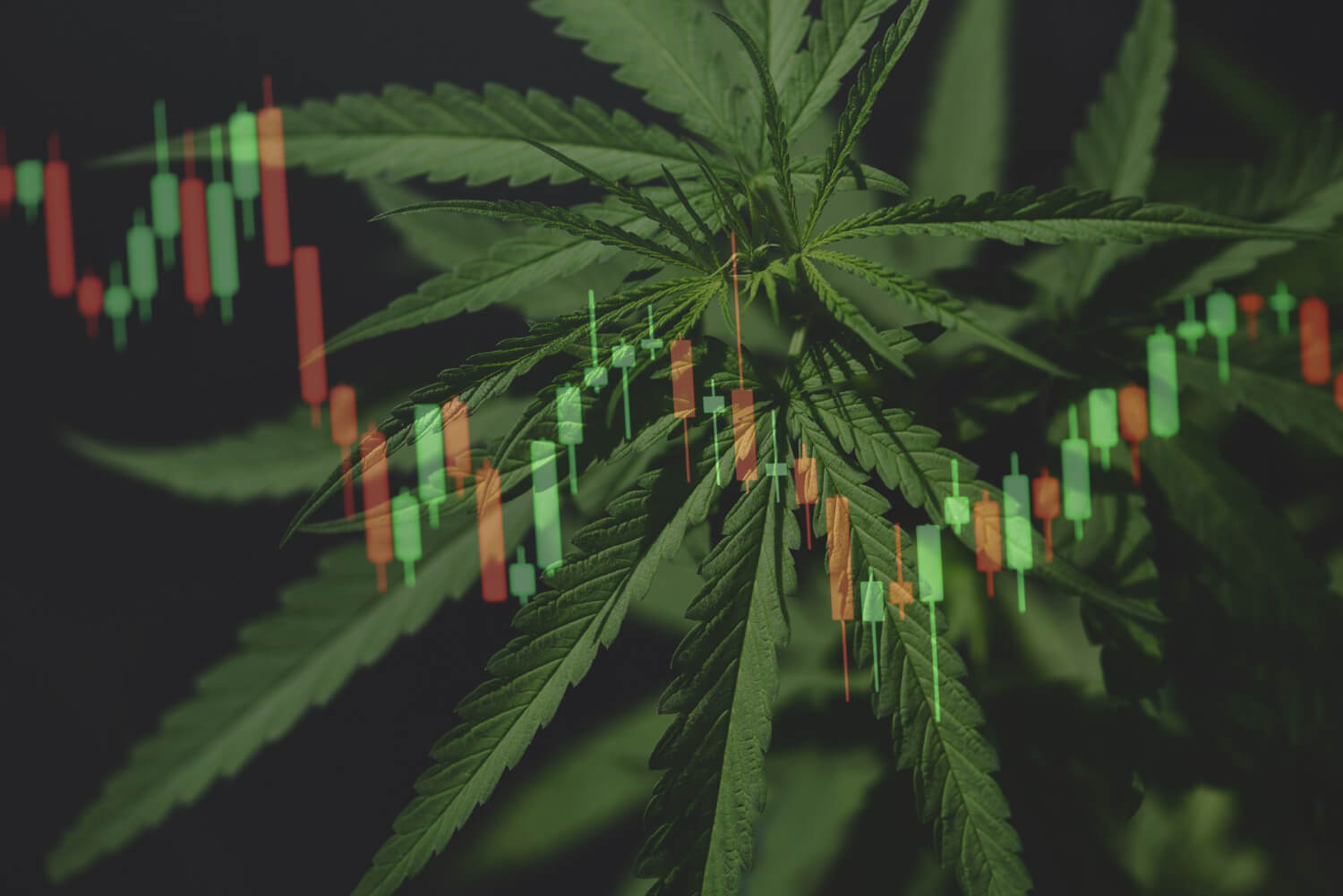 best cannabis stocks