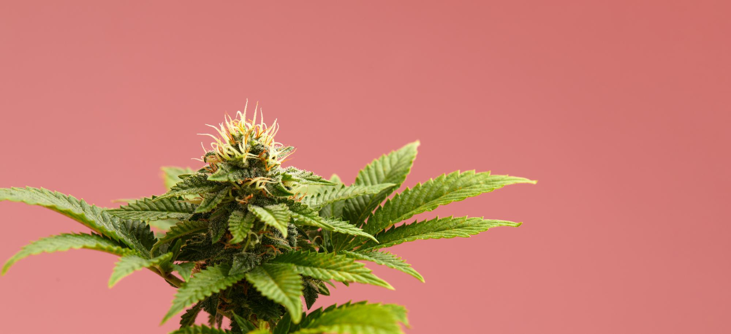 The Best CBD Flower Strains to Get in July 2024