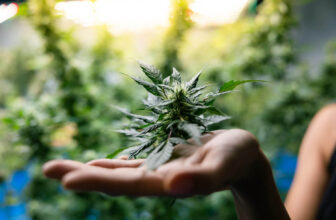 Global cannabis market