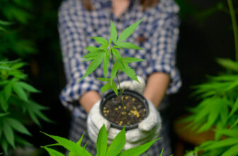 Regulators discuss home grown cannabis policy