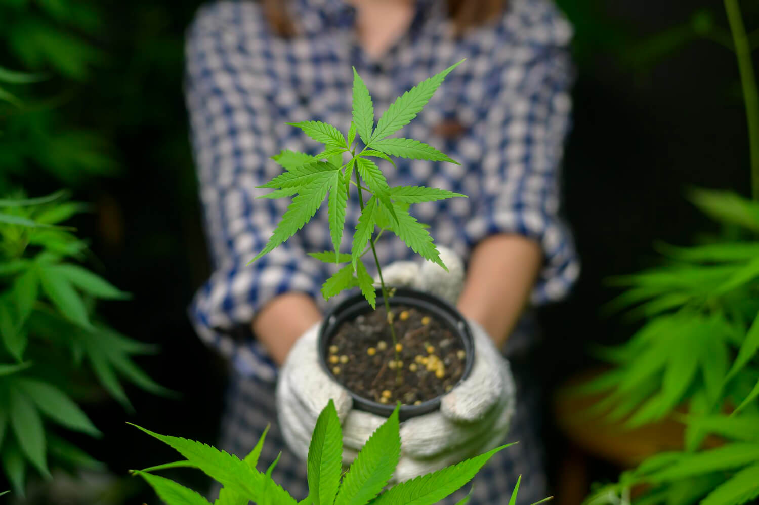 Regulators discuss home grown cannabis policy