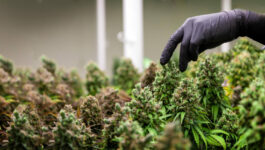 Cannabis Legalization and Stock Market Dynamics