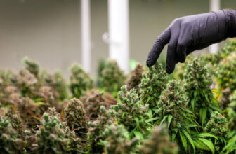 Cannabis Legalization and Stock Market Dynamics