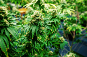 Canopy Growth Corp. Terminates Private Placement Deal Due to Third Party Complications