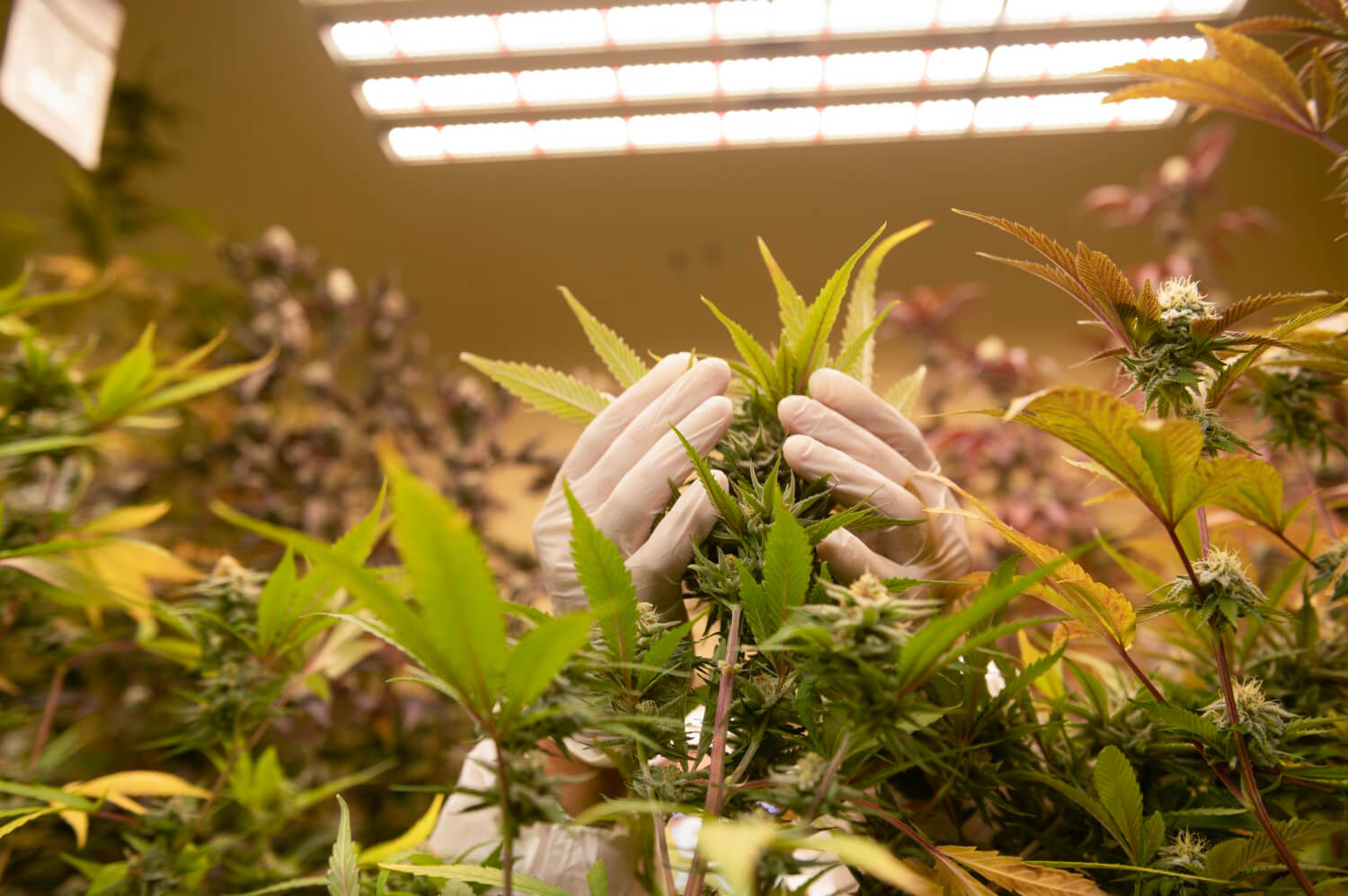 Safari Flower Shifts To International Medical Cannabis Amid Financial Challenges