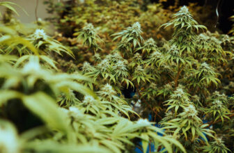 Vermont Debates Cannabis Policy Over THC Potency Caps