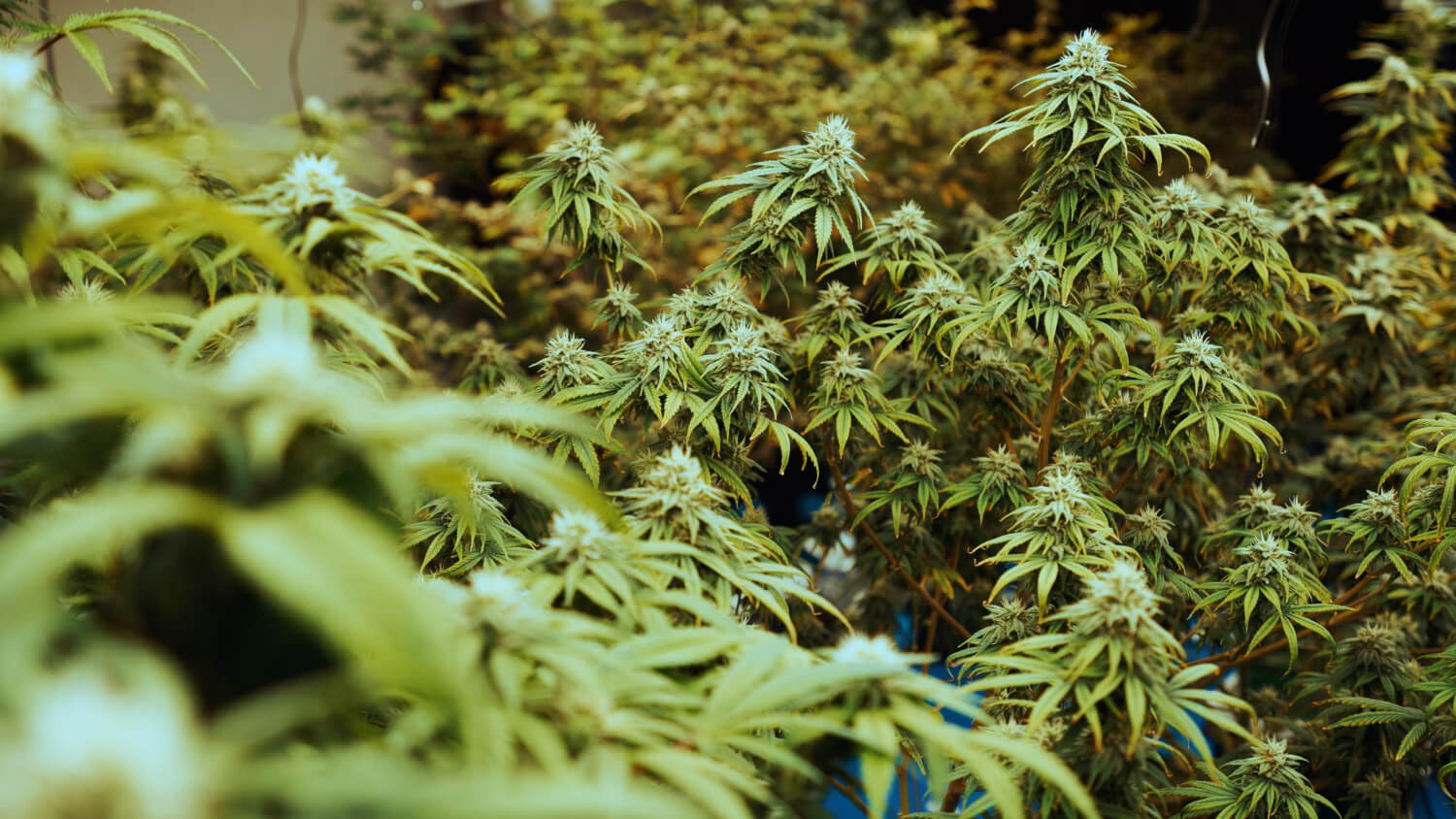 Vermont Debates Cannabis Policy Over THC Potency Caps