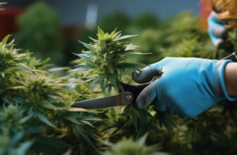 how-to-trim-cannabis-plants