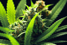 thcp-vs-thc-o