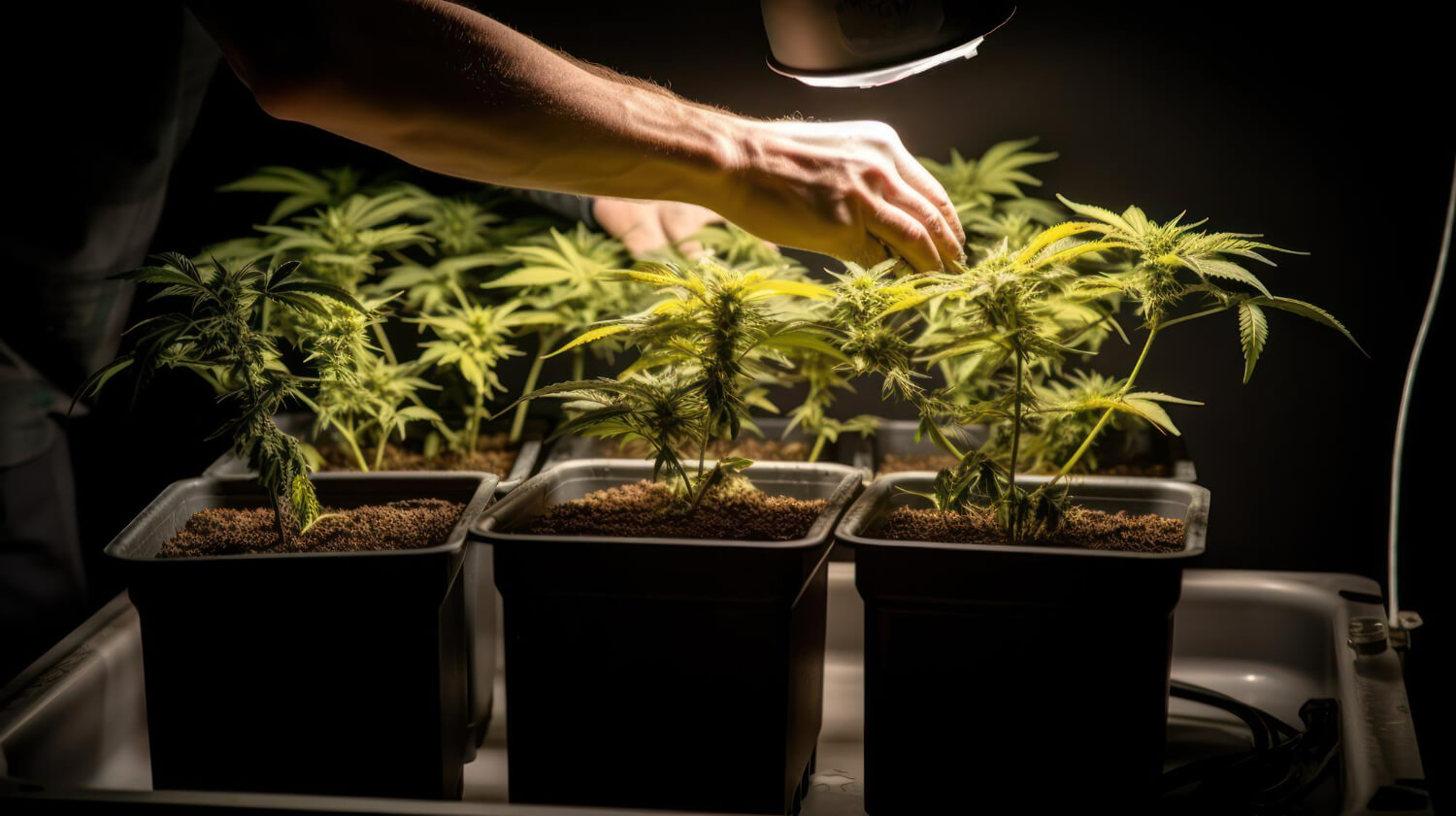 transplanting-cannabis-plant