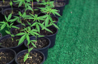 Cannabis plant