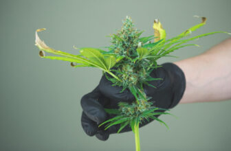 Cannabis reform in Ireland