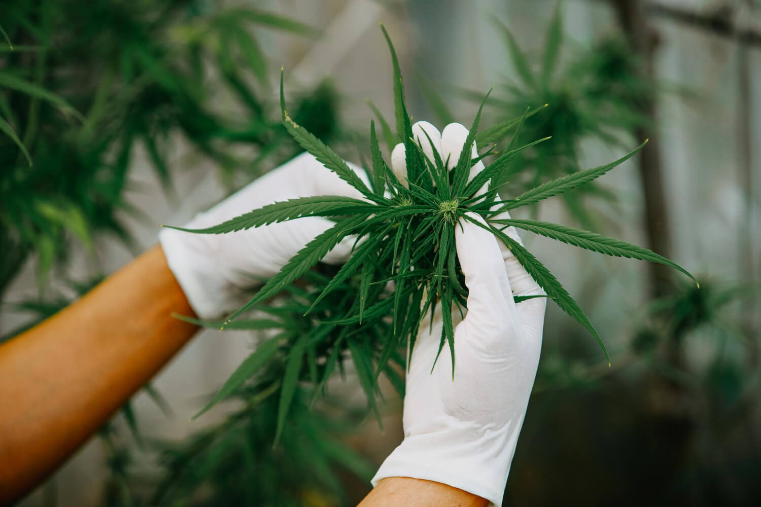 Hands holding a cannabis plant