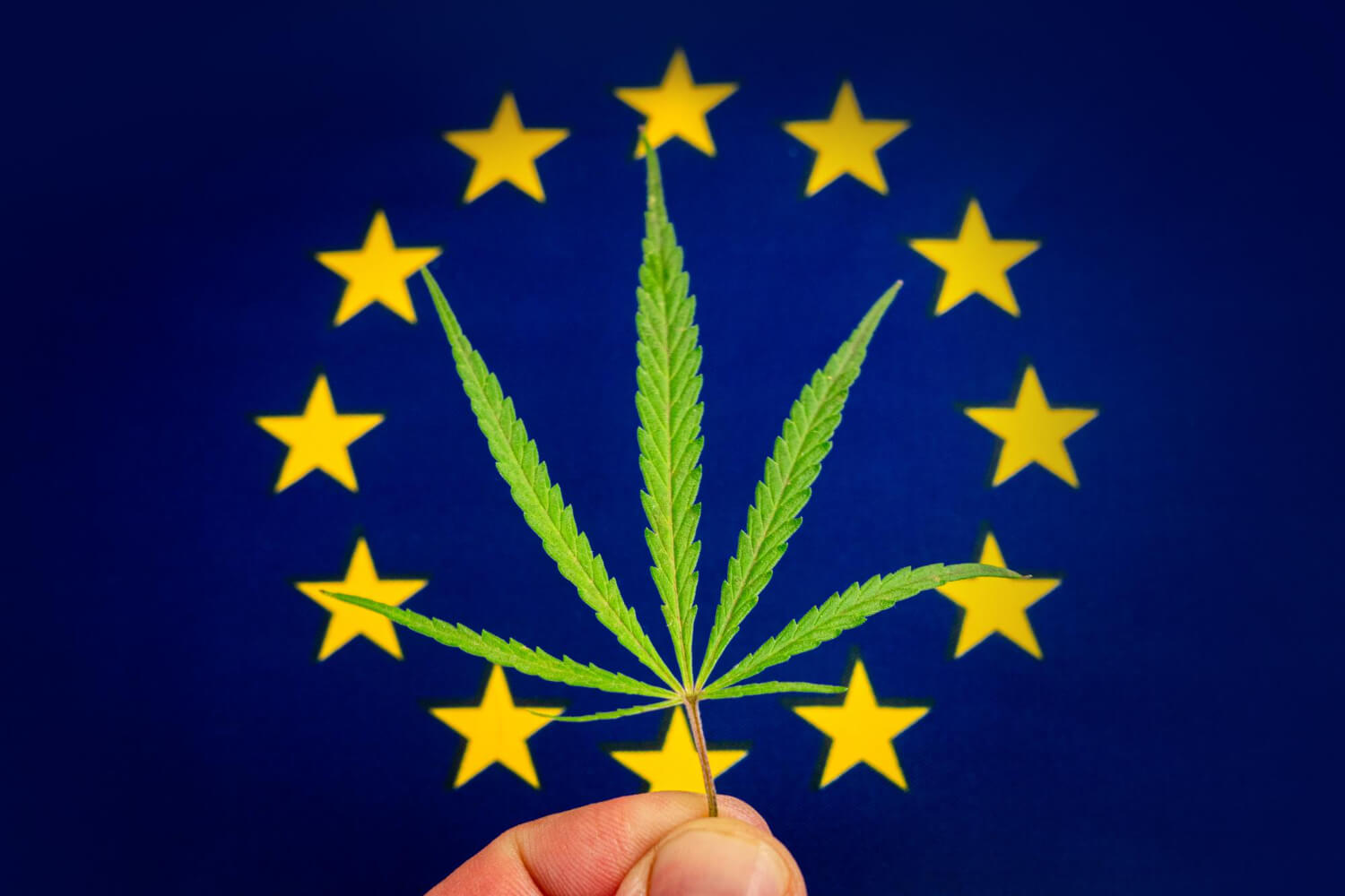 Hemp leaf on EU flag background
