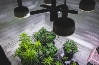 Indoor cannabis cultivation