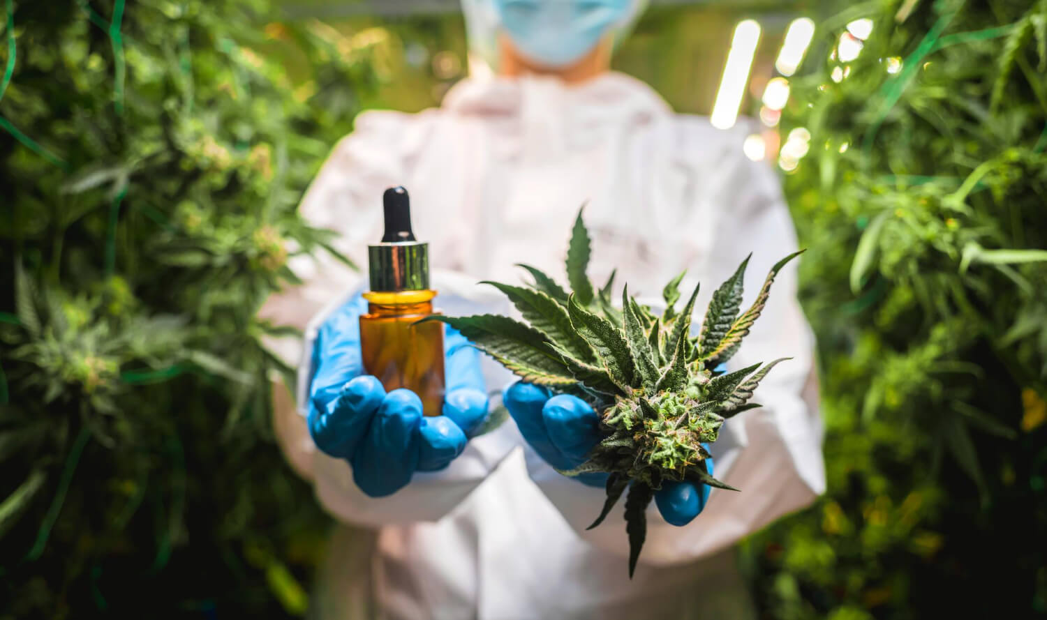 Ukraine legalizes medical cannabis
