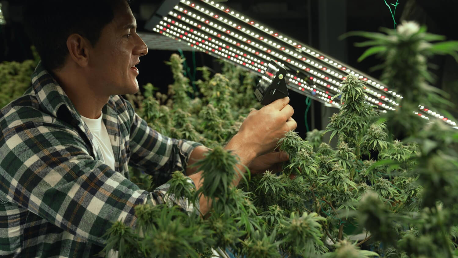 marijuana-growing-setup