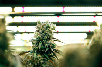 scrogging-marijuana-plants