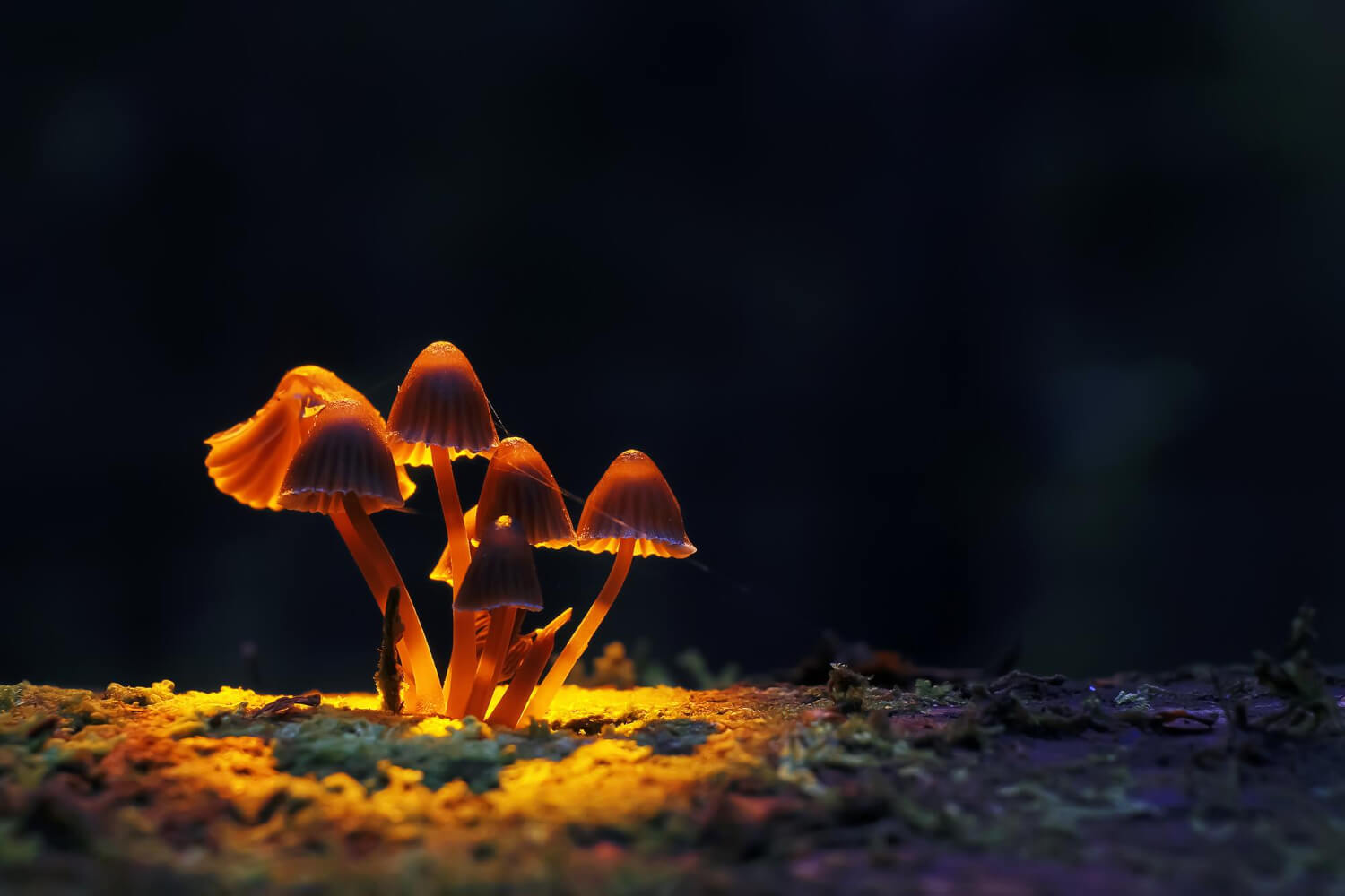 Study Uncovers Magic Mushrooms' 65 Million-Year-Old Origins