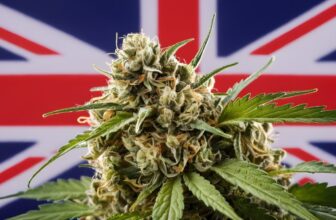 best-cbd-flower-strains-uk