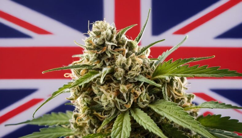 best-cbd-flower-strains-uk