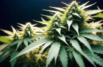 DEA Moves to Reclassify Marijuana to Schedule III