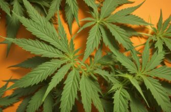 Indiva Limited Secures Court-Supervised Restructuring Amid Financial Struggles