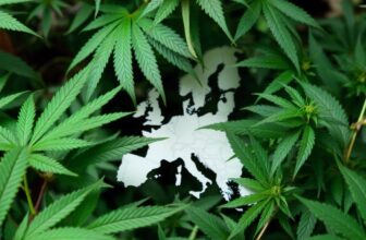Cannabislegalisierung-Was-in-der-EU-passiert-und-w