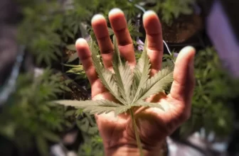 Cannabis M&A Activity Slows as Industry Shifts Toward Strategic Efficiency