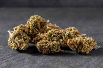 maison sativa cbd