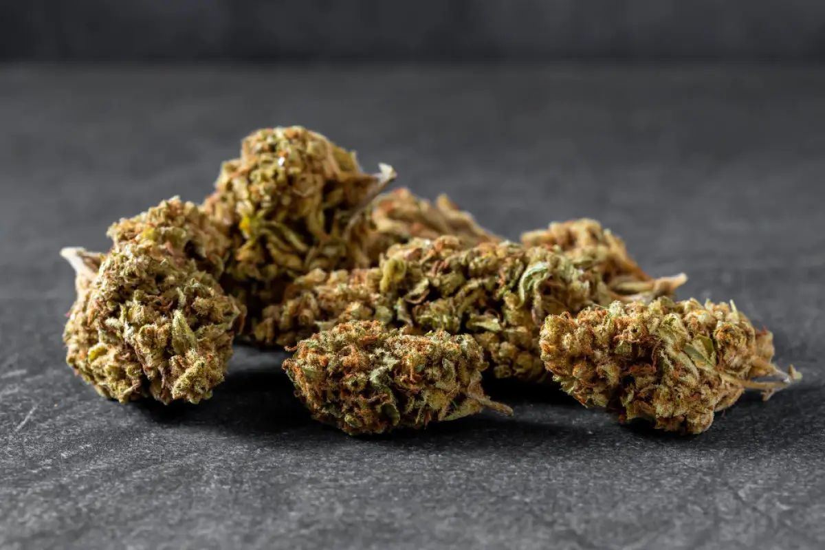 maison sativa cbd