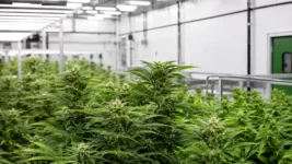 Cresco Labs Registers Medical Cannabis Facilities With DEA