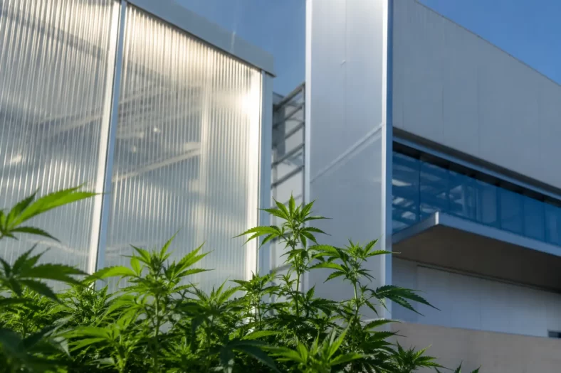 Aurora Urges Shareholders to Hold Off as Curaleaf Launches Hostile Takeover Bid