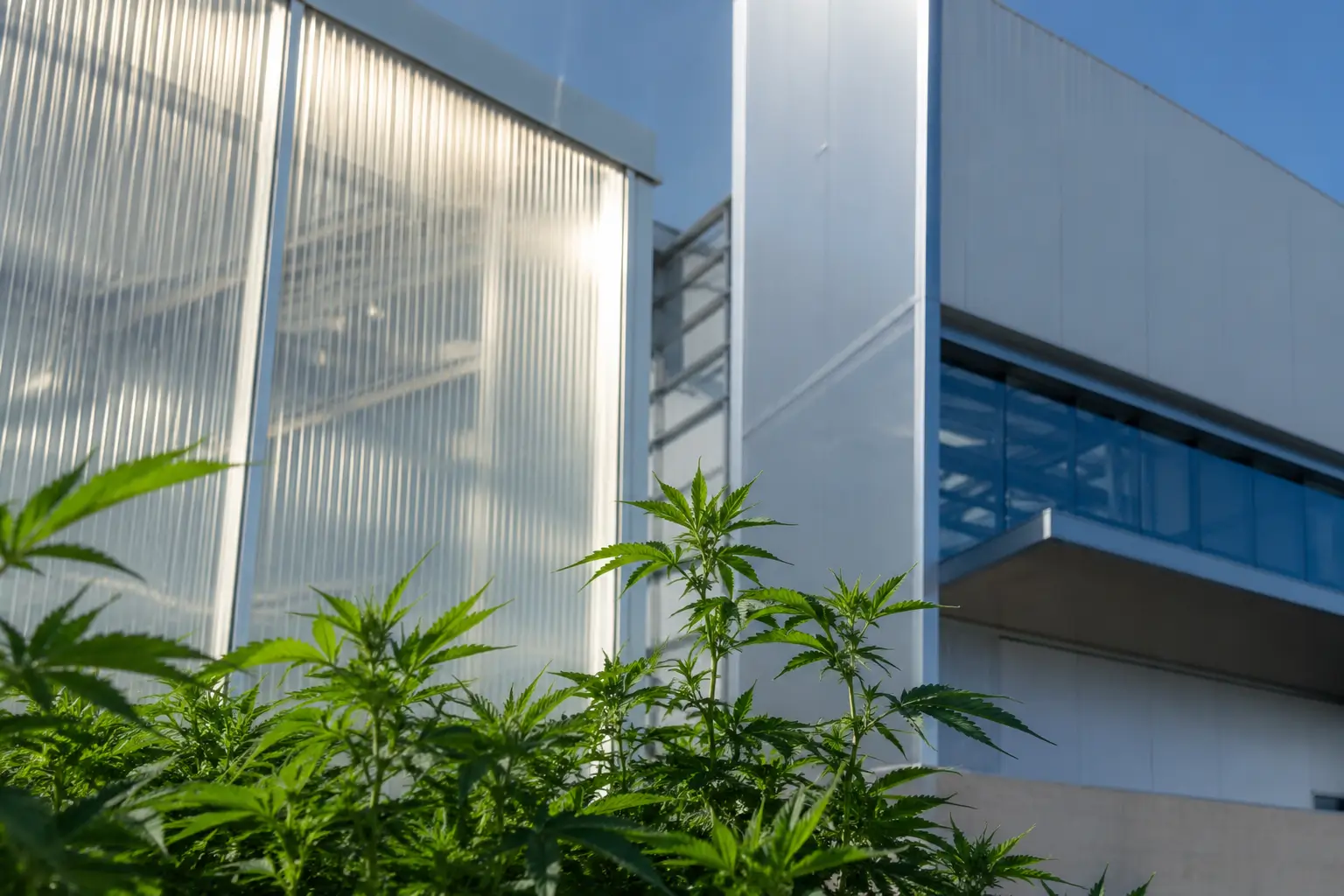 Aurora Curaleaf Hostile Takeover Bid