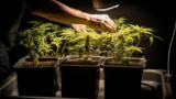 A Guide to Transplanting Cannabis Plants for Optimal Growth