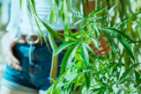 New York State Contemplates Legal Home Cannabis Cultivation Regulation