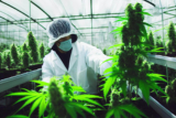 First U.S. Cannabis Industry Death: A Wake-Up Call for Workplace Safety and Prevention